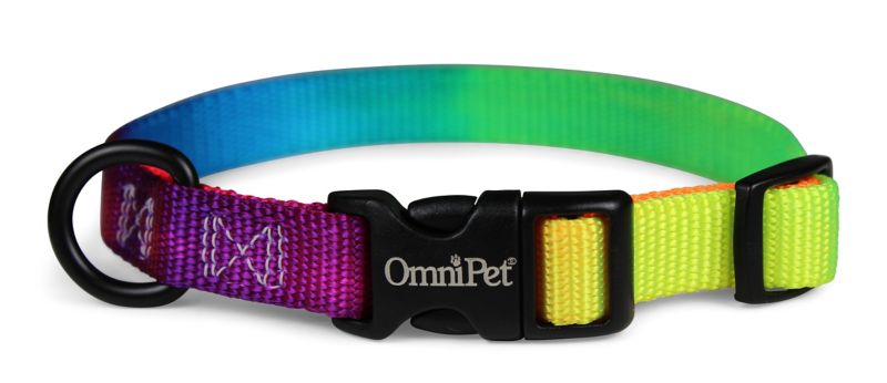 rainbow dog collar and leash