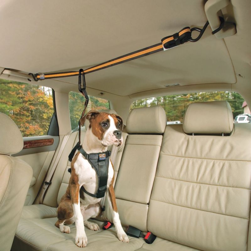dog leash tether