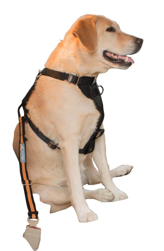 kurgo direct to seatbelt tether