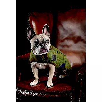 Shires Digby Fox Tweed Dog Coat