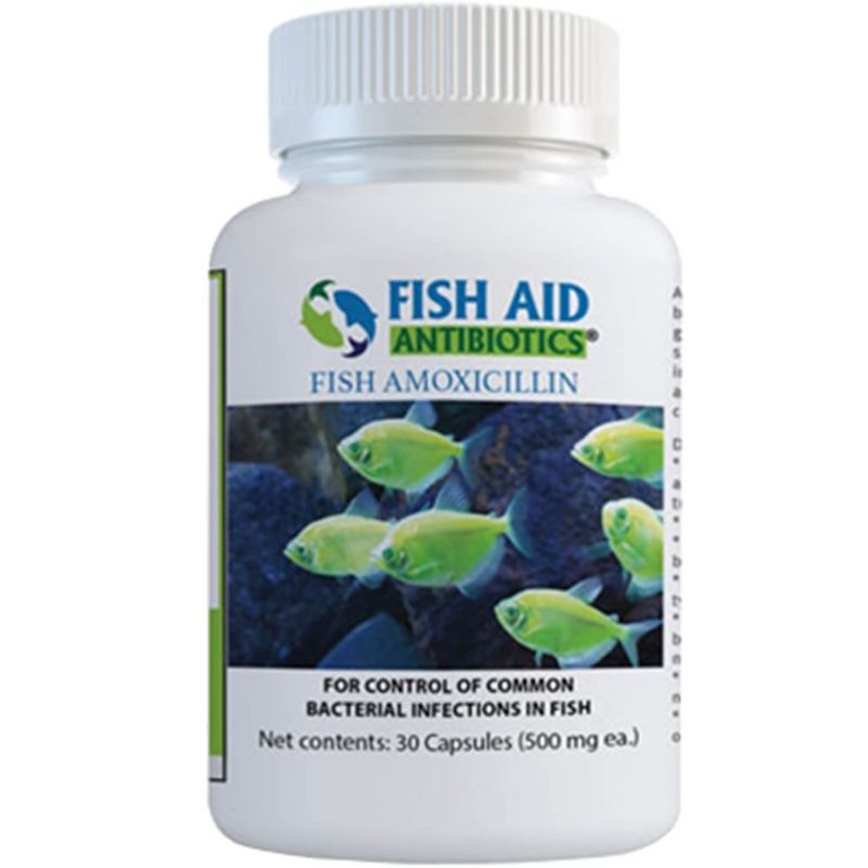 antibiotics amoxicillin mox