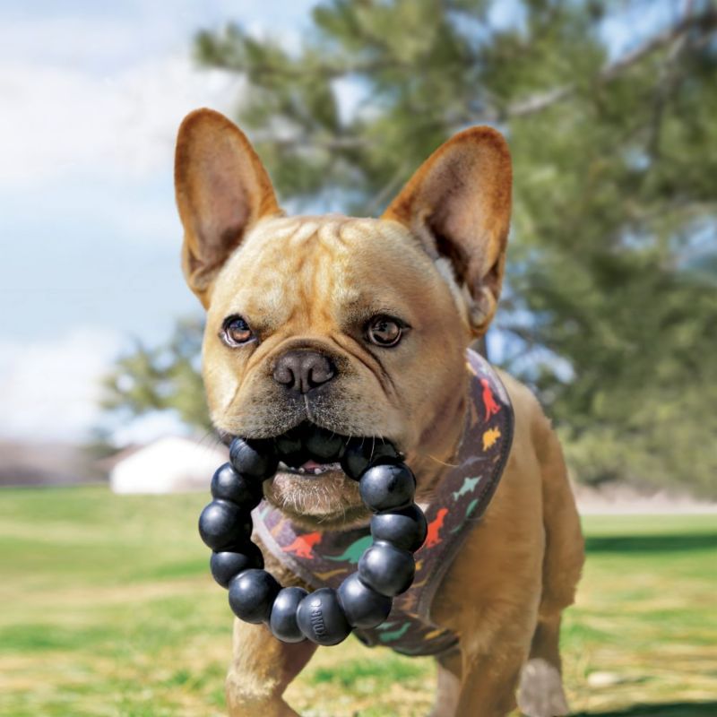 kong ring dog toy