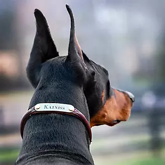 Rolled Leather Personalized Dog Collar