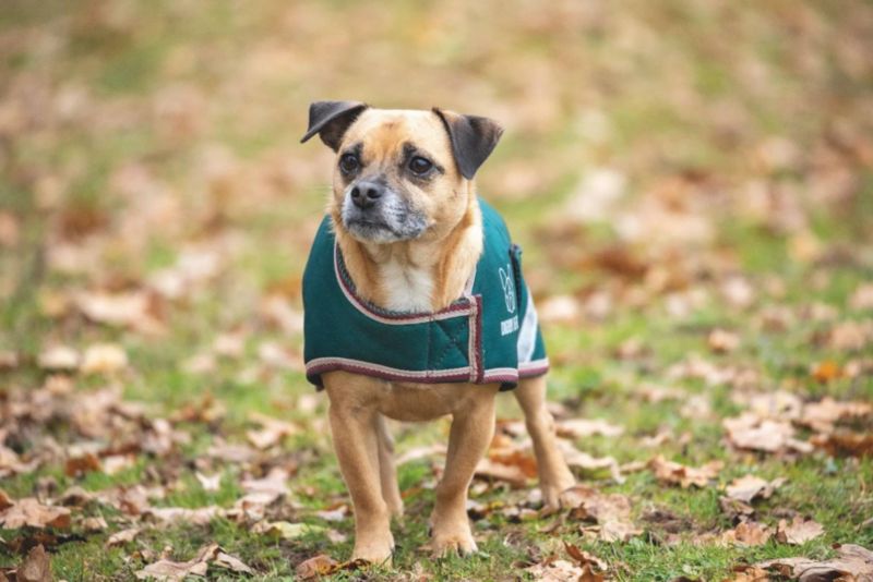 Shires Digby Fox Waterproof Dog Coat L Forest