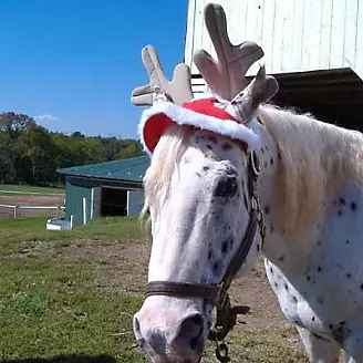 Holiday Horse Antlers