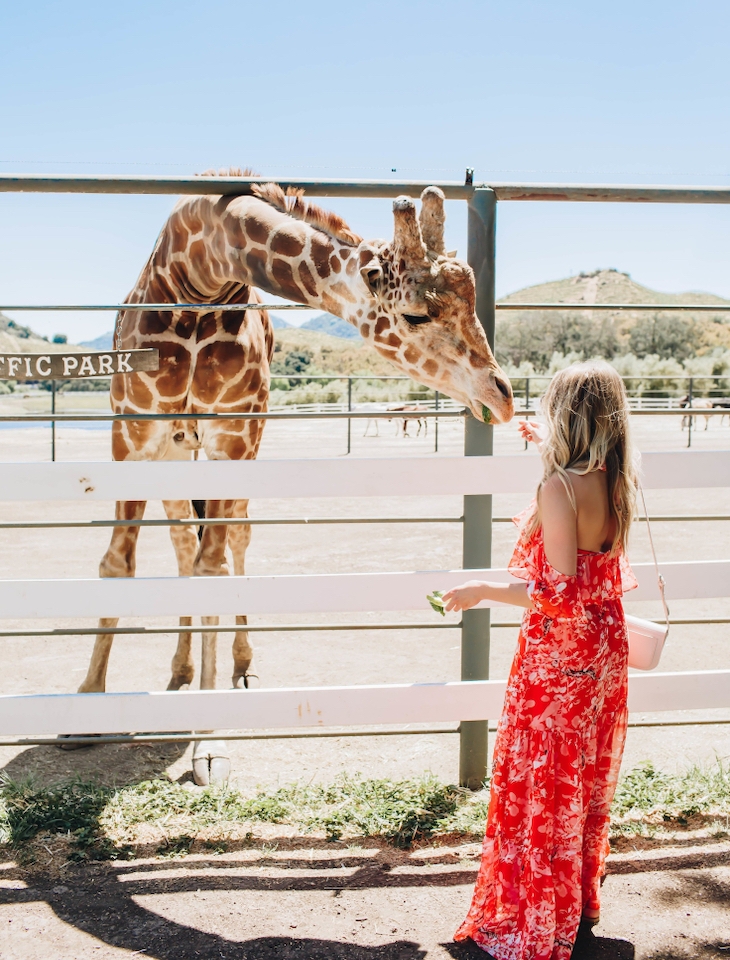 Malibu Safari