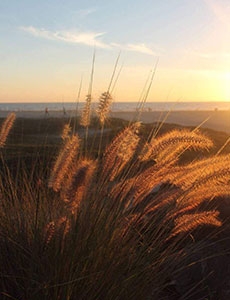 Coronado Sand Dunes Beach