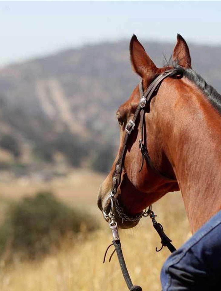 Widow Maker Trail Rides