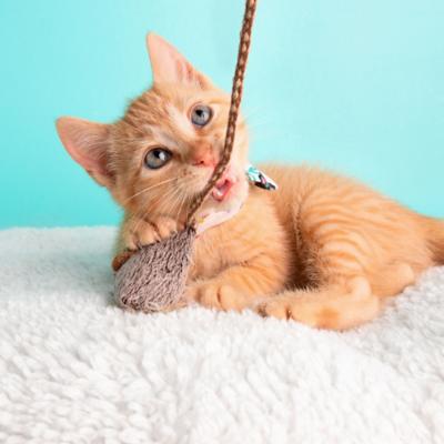 Accesorios, Juguetes y Collares para Gatos