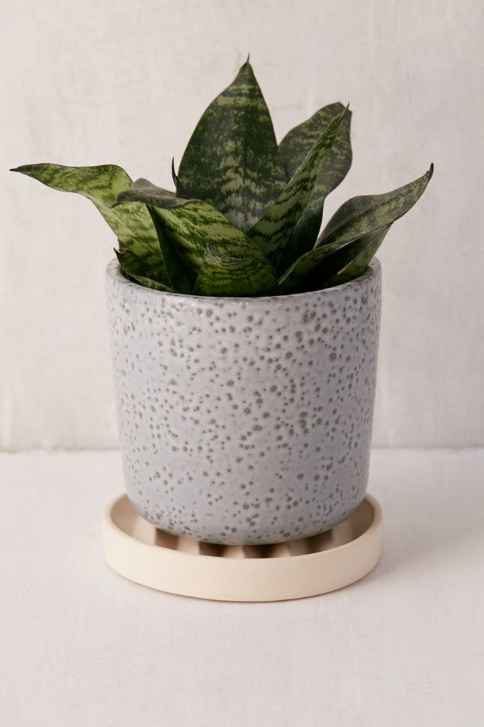 Parker 6" Planter + Drainage Tray Set Urban Outfitters