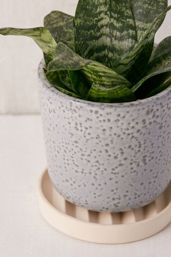 Parker 6" Planter + Drainage Tray Set Urban Outfitters