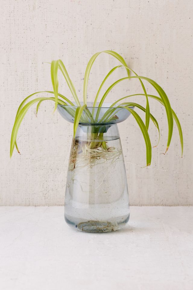 Aqua Culture Hydroponic Vase Urban Outfitters