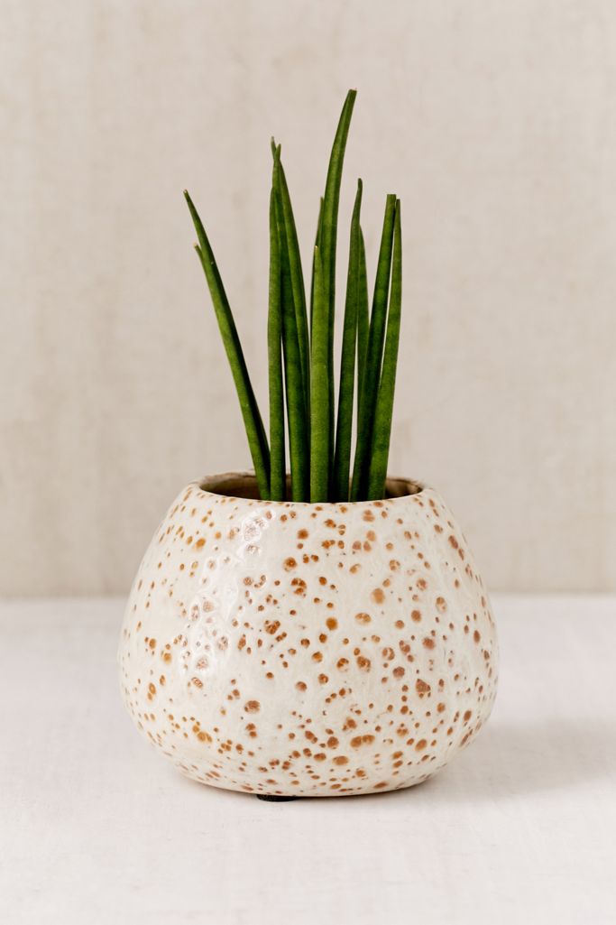 Patricia Glazed Ceramic Planter Urban Outfitters Canada