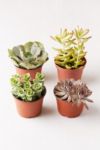 Thumbnail View 1: 4" Live Assorted Succulents - Set of 4