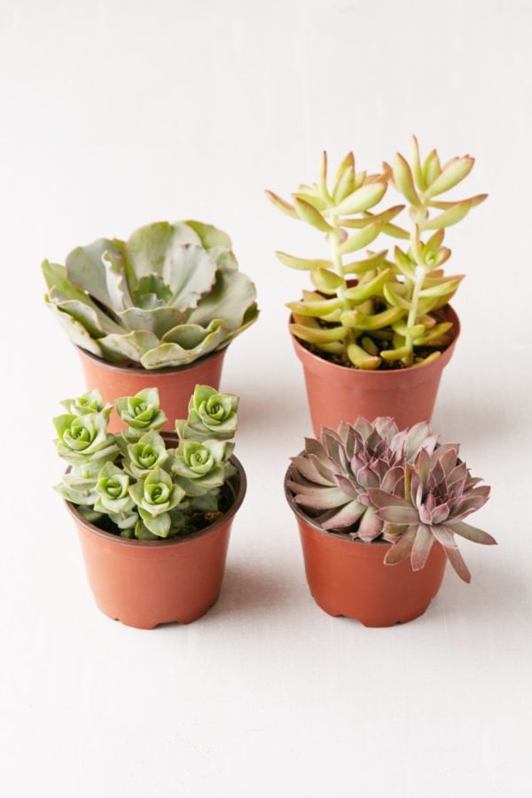 Slide View: 1: 4" Live Assorted Succulents - Set of 4