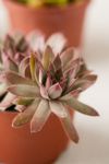 Thumbnail View 3: 4" Live Assorted Succulents - Set of 4