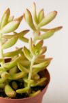 Thumbnail View 4: 4" Live Assorted Succulents - Set of 4