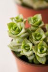 Thumbnail View 5: 4" Live Assorted Succulents - Set of 4