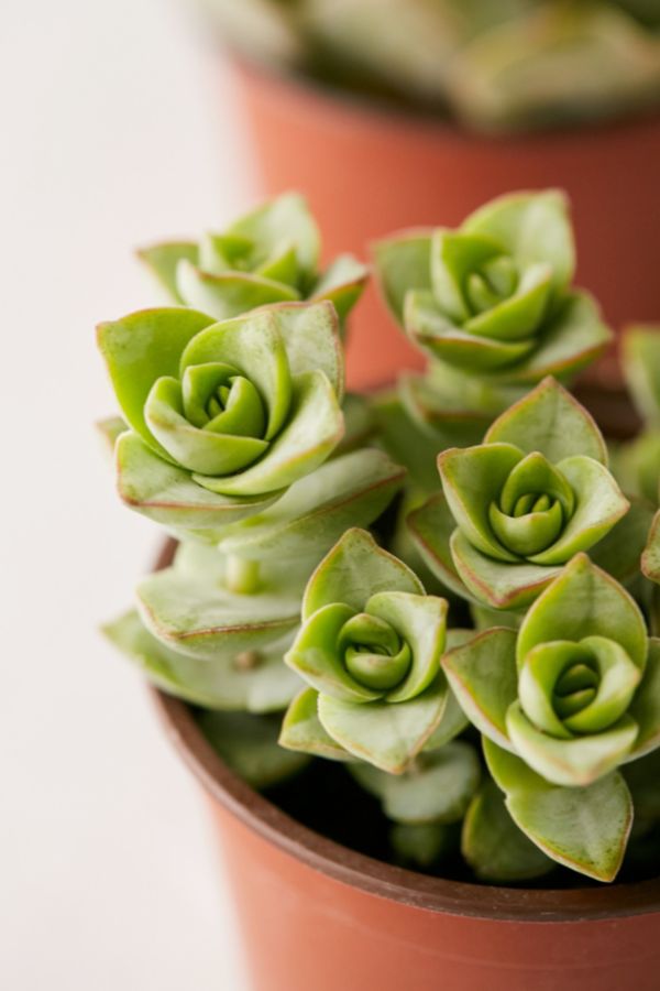 Slide View: 5: 4" Live Assorted Succulents - Set of 4