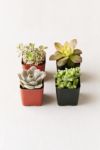 Thumbnail View 1: 2" Live Assorted Succulents - Set of 4