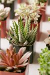 Thumbnail View 3: 2" Live Assorted Succulents - Set of 4