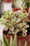 Thumbnail View 4: 2" Live Assorted Succulents - Set of 4