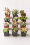 Thumbnail View 1: 2" Live Assorted Succulents - Set of 12