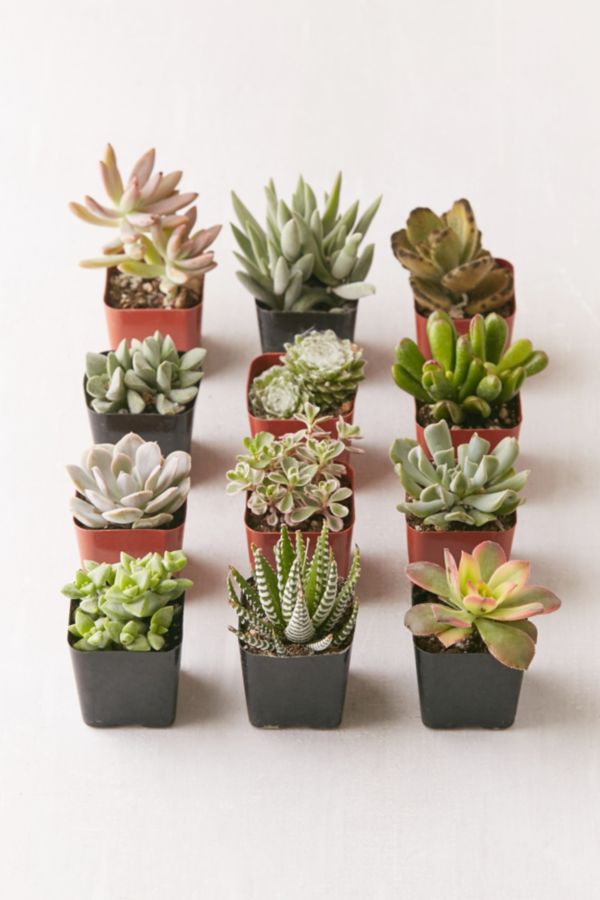 Slide View: 1: 2" Live Assorted Succulents - Set of 12