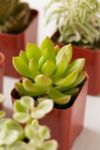 Thumbnail View 3: 2" Live Assorted Succulents - Set of 12