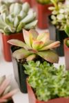 Thumbnail View 4: 2" Live Assorted Succulents - Set of 12