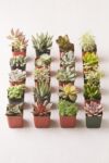 Thumbnail View 1: 2" Live Assorted Succulents - Set of 20