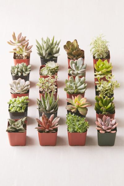 2" Live Assorted Succulents - Set of 20