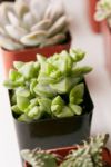 Thumbnail View 4: 2" Live Assorted Succulents - Set of 20