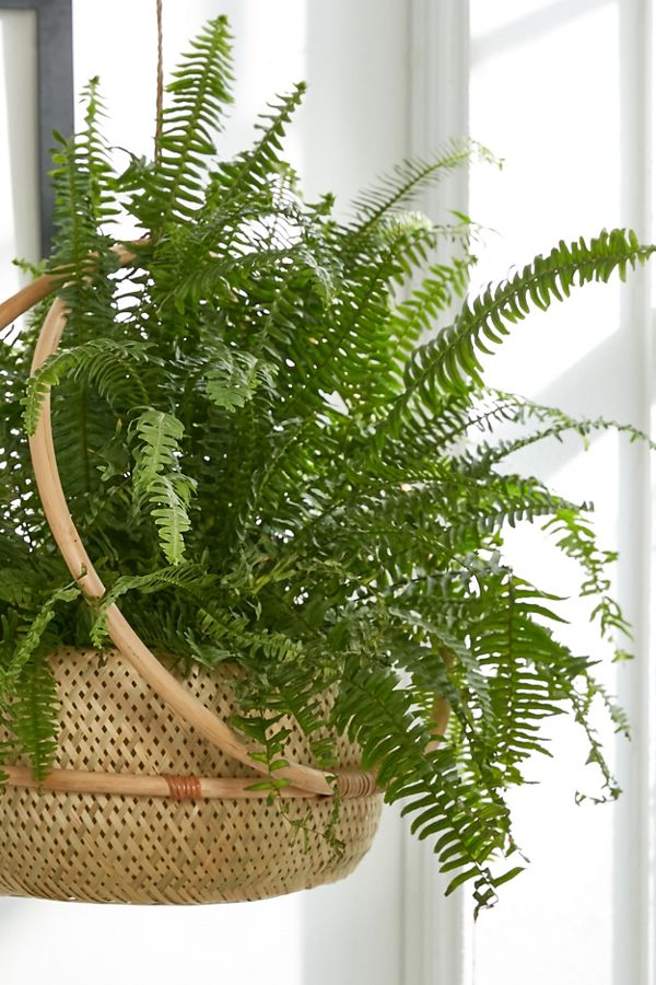 Margot Hanging Planter Urban Outfitters