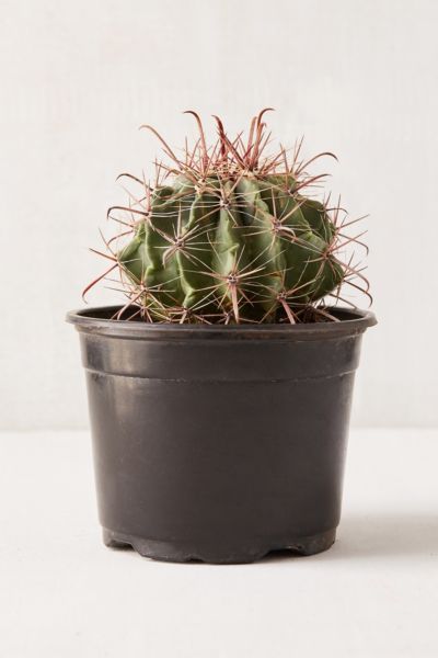 6" Live Cactus