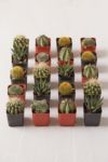 Thumbnail View 2: 2" Live Assorted Hardy Plant - Set of 20