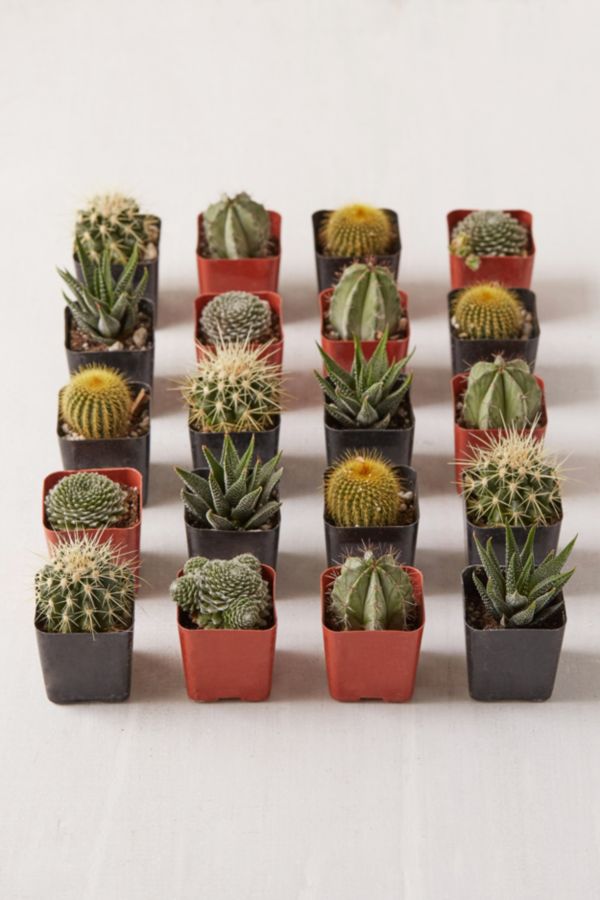 Slide View: 2: 2" Live Assorted Hardy Plant - Set of 20