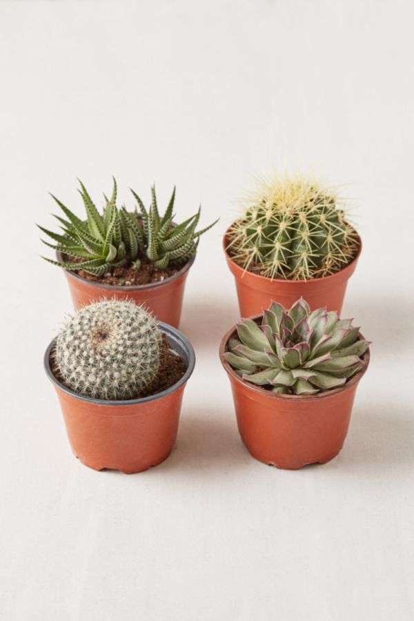 Slide View: 1: 4" Live Assorted Hardy Plant - Set of 4