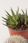 Thumbnail View 4: 4" Live Assorted Hardy Plant - Set of 4