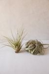 Thumbnail View 1: Giant Live Air Plant