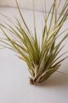 Thumbnail View 2: Giant Live Air Plant