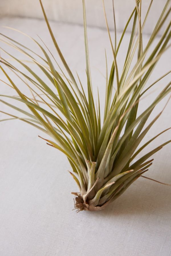 Slide View: 2: Giant Live Air Plant