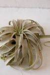 Thumbnail View 3: Giant Live Air Plant