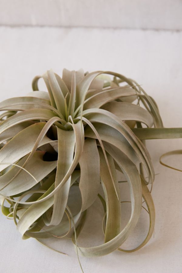 Giant Live Air Plant Urban Outfitters