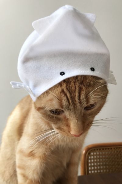 cat in a cap