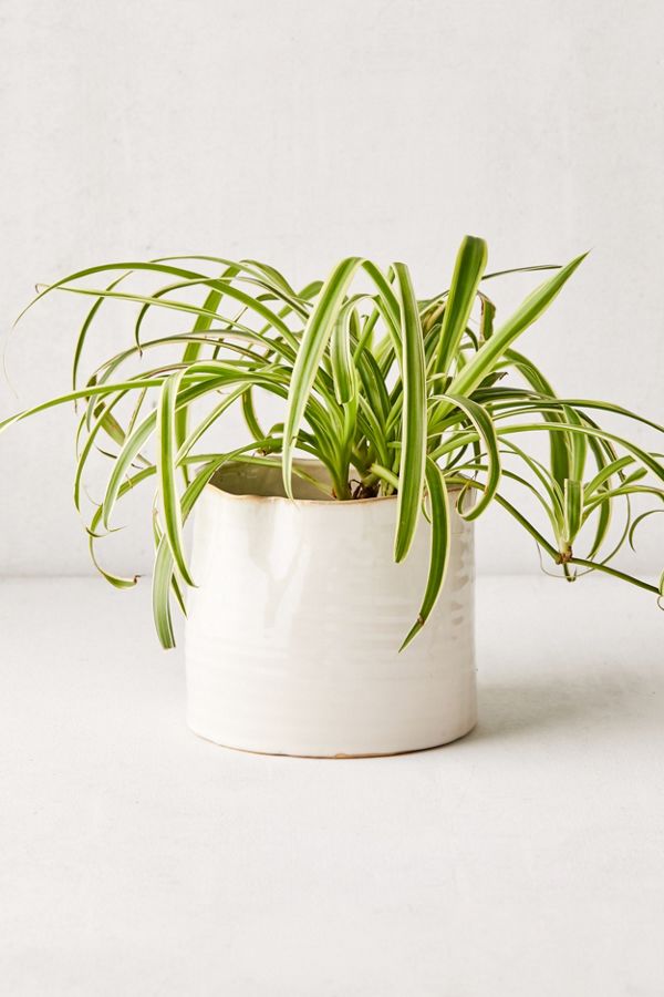Slide View: 1: Bower Ceramic Ridge Planter