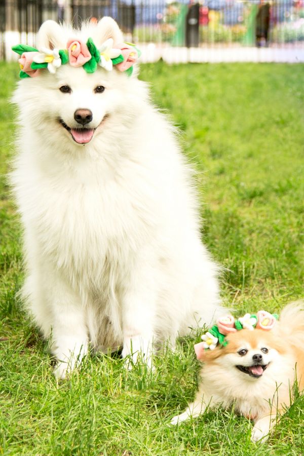 Slide View: 2: BARK Festival Flower Crown Dog Toy