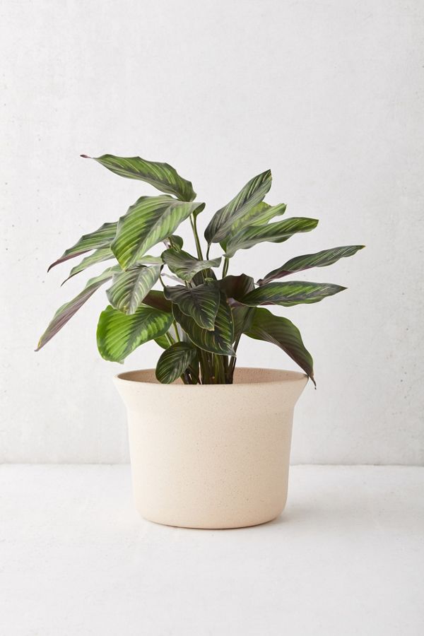 Slide View: 1: Mae Small Ceramic Planter