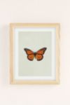 Thumbnail View 2: Chelsea Victoria The Queen Butterfly Art Print