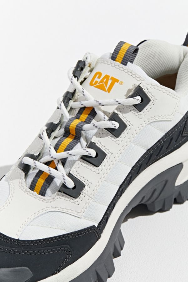 intruder shoe cat